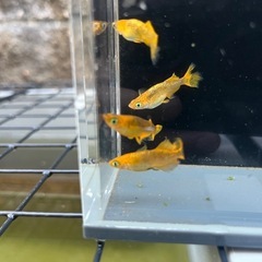 【メダカ】竜章鳳姿 若魚 5匹
の画像