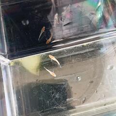 【メダカ】ハイビスカス ラメ ♀サムライ（セルフィン） 1Pの画像
