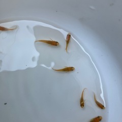 🌸楊貴妃10匹セット🌸の画像