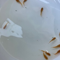 🌸楊貴妃10匹セット🌸の画像