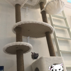 キャットタワー　天井突っ張り　透明ドーム　ハンモックの画像