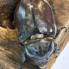 グラントシロカブト　【新成虫　メス！】　🤗の画像