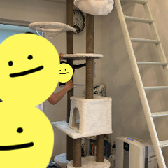 キャットタワー　天井突っ張り　透明ドーム　ハンモックの画像