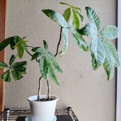 【観葉植物】パキラ　X （エックス型）の画像