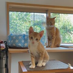元気いっぱいちゃとらのミー君😺８月23日保護猫マルシェに参…