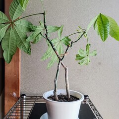 【観葉植物】パキラ　X （エックス型）の画像