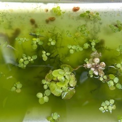 無料　レッドラムズホーンお譲りの画像
