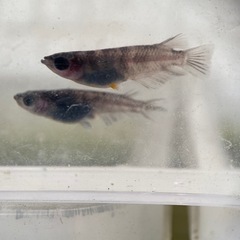 メダカ　和墨キッシング　卵20個の画像