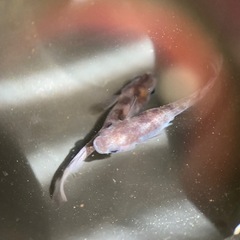 メダカ　和墨キッシング　卵20個の画像