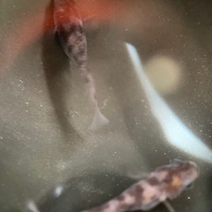 メダカ　和墨キッシング　卵20個の画像