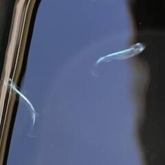 墨武メダカ12匹！の画像