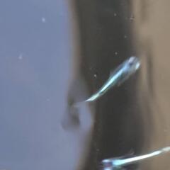 墨武メダカ12匹！の画像