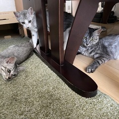 【至急‼️里親さん募集】