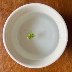 イチョウウキゴケの画像