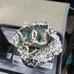 アガベチタノタ皇冠の画像