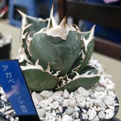 アガベチタノタ皇冠の画像