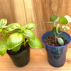 丸くてかわいいグリーンドラムの苗💚　多肉植物の画像