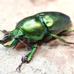 交渉成立【特価】インスラリスキンイロクワガタ⑥の画像