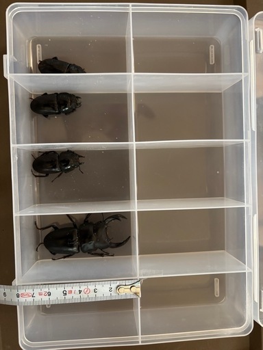 購入 ①オオクワガタ 道南産 オス1匹 メス3匹
