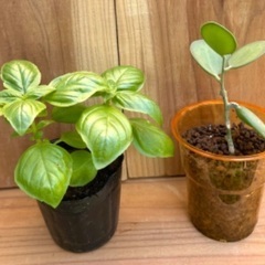 丸くてかわいいグリーンドラムの苗💚　多肉植物の画像