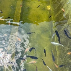 ミックスメダカ🐟画像個体から30匹🐟1㌢〜の画像