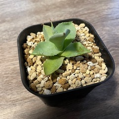 アガベ　イシスメンシスの画像