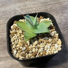 アガベ　イシスメンシスの画像
