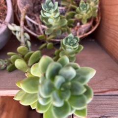 多肉・観葉植物の挿し木、余った種子等を交換しませんか？