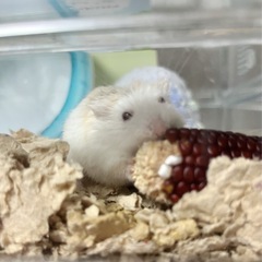 ロボロフスキーハムスター　シナモンパイド