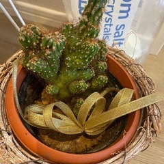 【受け渡し先決まりました！】
それぞれ800円！観葉植物（サンスベリア2点、サボテン1点）の画像