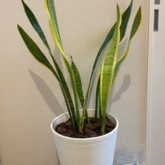 【受け渡し先決まりました！】
それぞれ800円！観葉植物（サンスベリア2点、サボテン1点）の画像