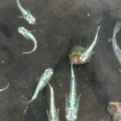 メダカ めだか🐟レックウザ 1ペア の画像