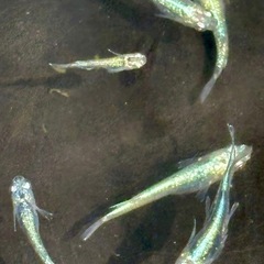 メダカ めだか🐟レックウザ 1ペア の画像