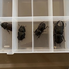 ⑤オオクワガタ 道南産 (厚沢部) オス1匹 メス3匹 セット