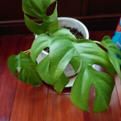 ヒメモンステラ・鉢付きの画像