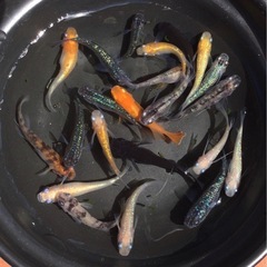 終了⭐️ミックスメダカ⭐️ 20匹　極上！の画像