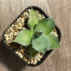 アガベ　イシスメンシス2の画像