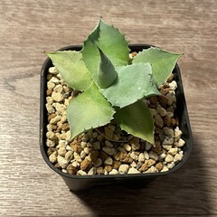 アガベ　イシスメンシス2の画像