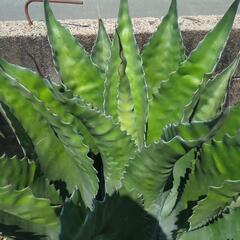 アガベ　サルミアナ　フェニックス　ローガンカルホーン　　ドライガーデン　ロックガーデン　多肉　植物の画像