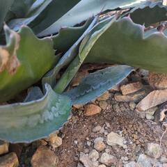 アガベ　サルミアナ　フェニックス　ローガンカルホーン　　ドライガーデン　ロックガーデン　多肉　植物の画像
