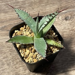 アガベ　屈原の舞扇の画像
