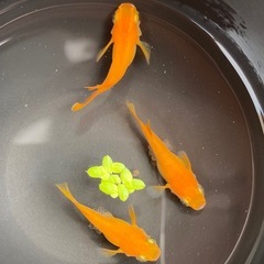 楊貴妃ダルマ🌺トリオ　メス2オス1  メダカ　めだかの画像