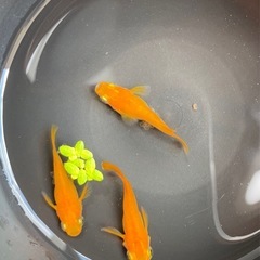 楊貴妃ダルマ🌺トリオ　メス2オス1  メダカ　めだかの画像