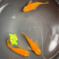 楊貴妃ダルマ🌺トリオ　メス2オス1  メダカ　めだかの画像