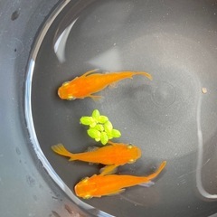 楊貴妃ダルマ🌺トリオ　メス2オス1  メダカ　めだかの画像