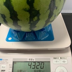 スイカ　4.3キロの画像