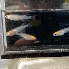 藤煌（煌ヒレ長）めだか　成魚　　4匹の画像