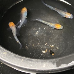 藤煌（煌ヒレ長）めだか　成魚　　4匹の画像