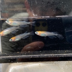 藤煌（煌ヒレ長）めだか　成魚　　4匹の画像
