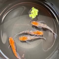 孔雀明王🦚🐦‍🔥メダカ　メス3オス1 メダカ　めだかの画像